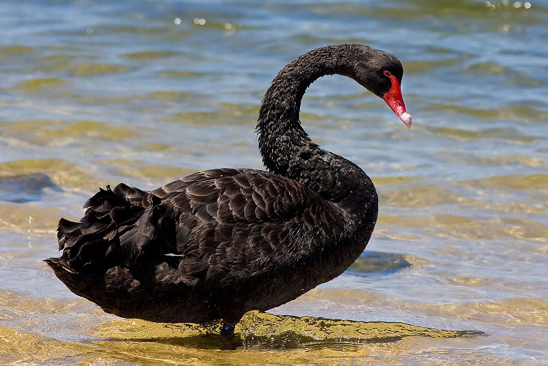 America’s black swan: The EMP blast