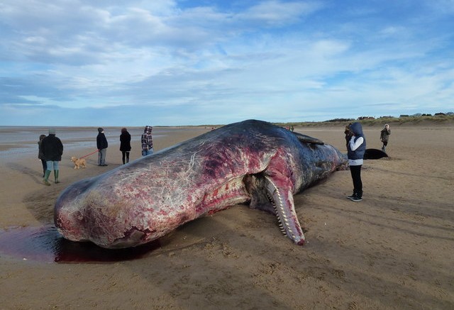 Are mass whale deaths and locust swarms an ominous warning to the world?